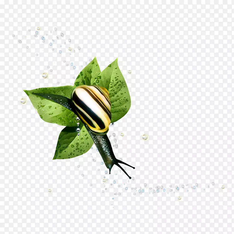 蝴蝶昆虫-蝴蝶