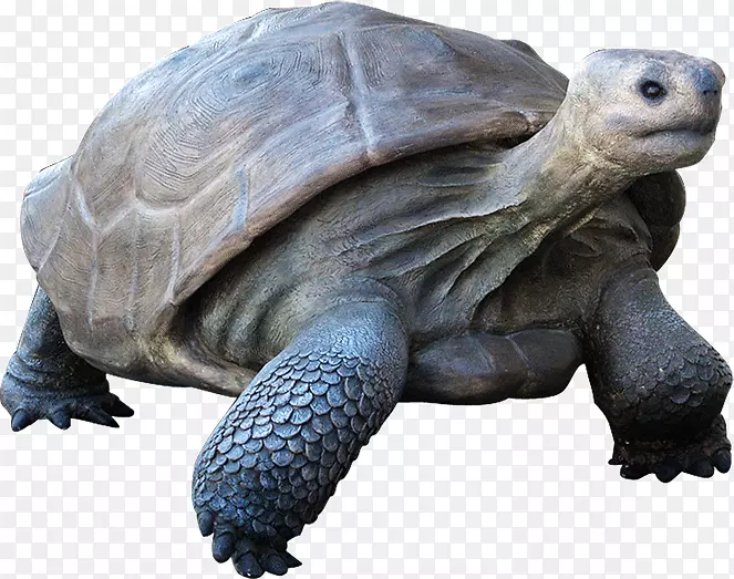 海龟、加拉帕戈斯群岛、爬行动物、加拉帕戈斯龟、巨型乌龟-海龟
