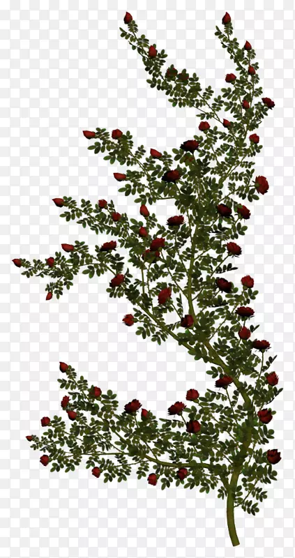紫藤园玫瑰红白夹子艺术-植物