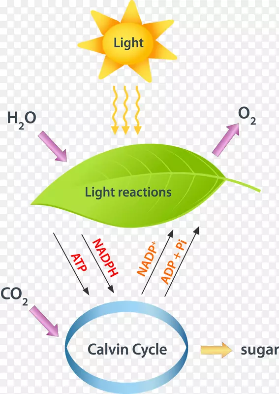光依赖反应、光无关反应、光合作用、卡尔文循环-光