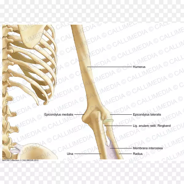 骨人体解剖臂冠状面臂