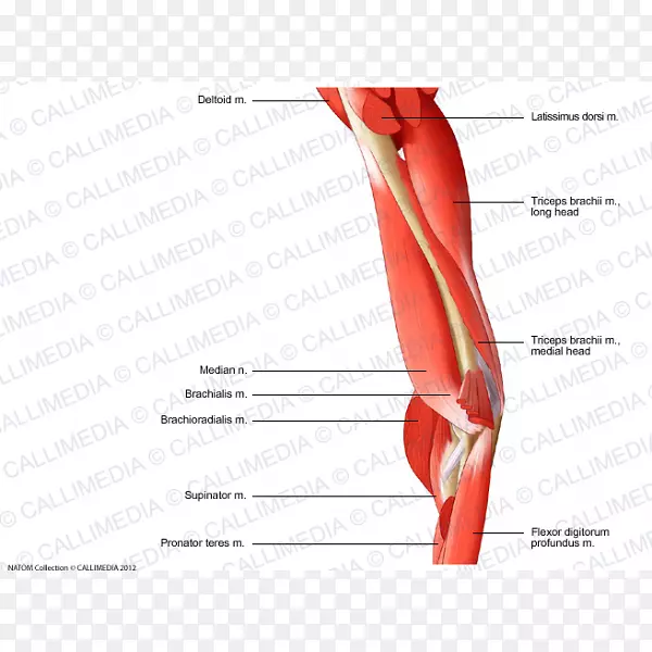 肘关节指肱三头肌人体解剖臂