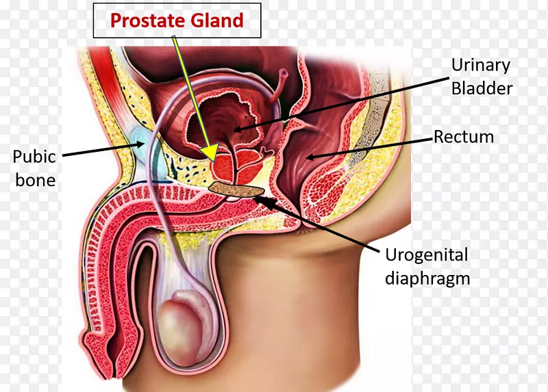 人体解剖前列腺人体前列腺尿道番茄红素降低患前列腺的风险