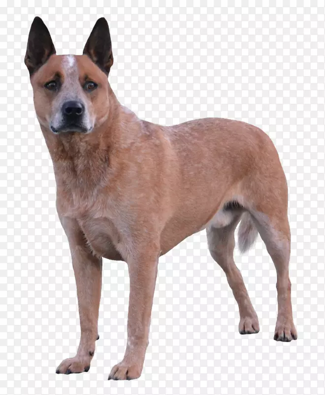 迦南犬澳大利亚牛犬卡罗莱纳犬稀有品种(犬)昆明狼狗-小狗