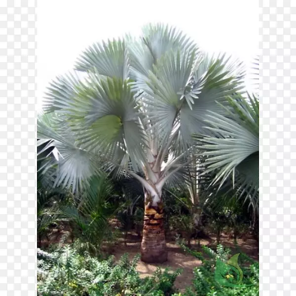 亚洲棕榈