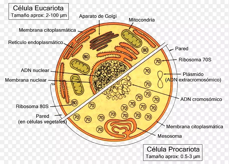 CellulăeucariotăCellula proariote单细胞生物原核生物-科学