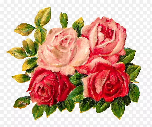 花园玫瑰，卷心菜，玫瑰花，切花，花卉设计-玫瑰角