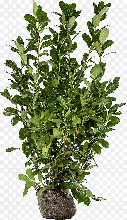 樱桃月桂灌木常绿湾月桂植物茎秆月桂