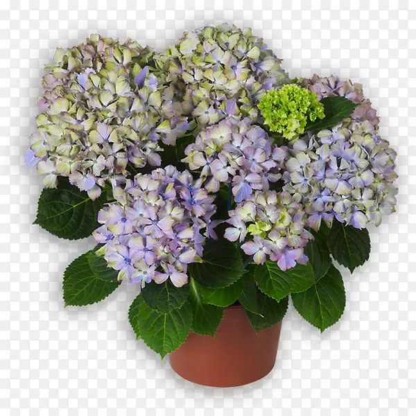 紫丁香花盆一年生植物绣球紫丁香茶
