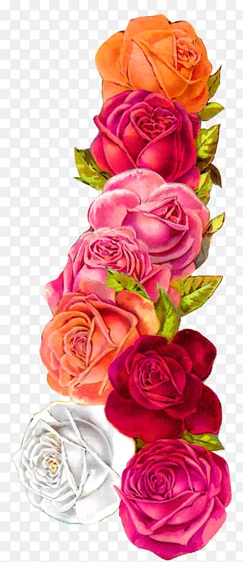 花园玫瑰，卷心菜，玫瑰花，图案破旧，别致的剪贴画花