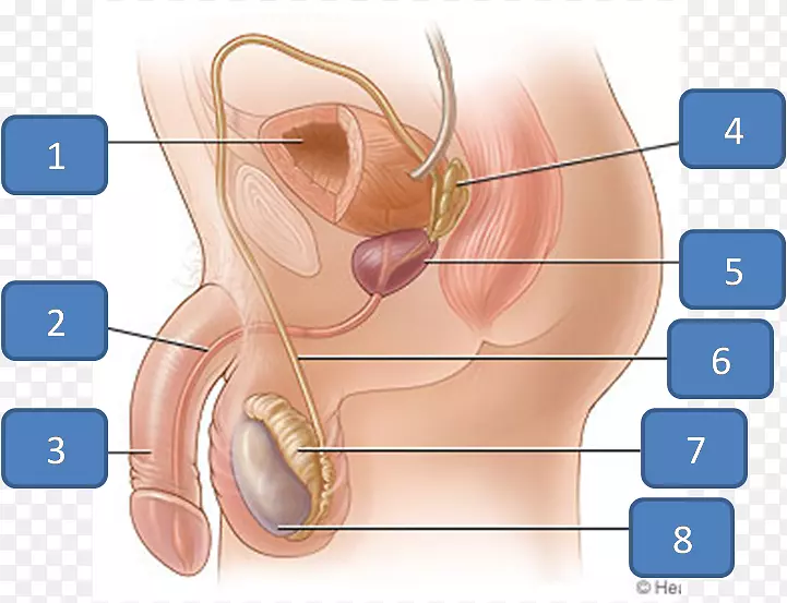 女性生殖系统解剖人体-ipod Nano mp3