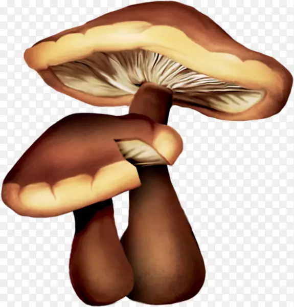 食用菌菇画普通蘑菇