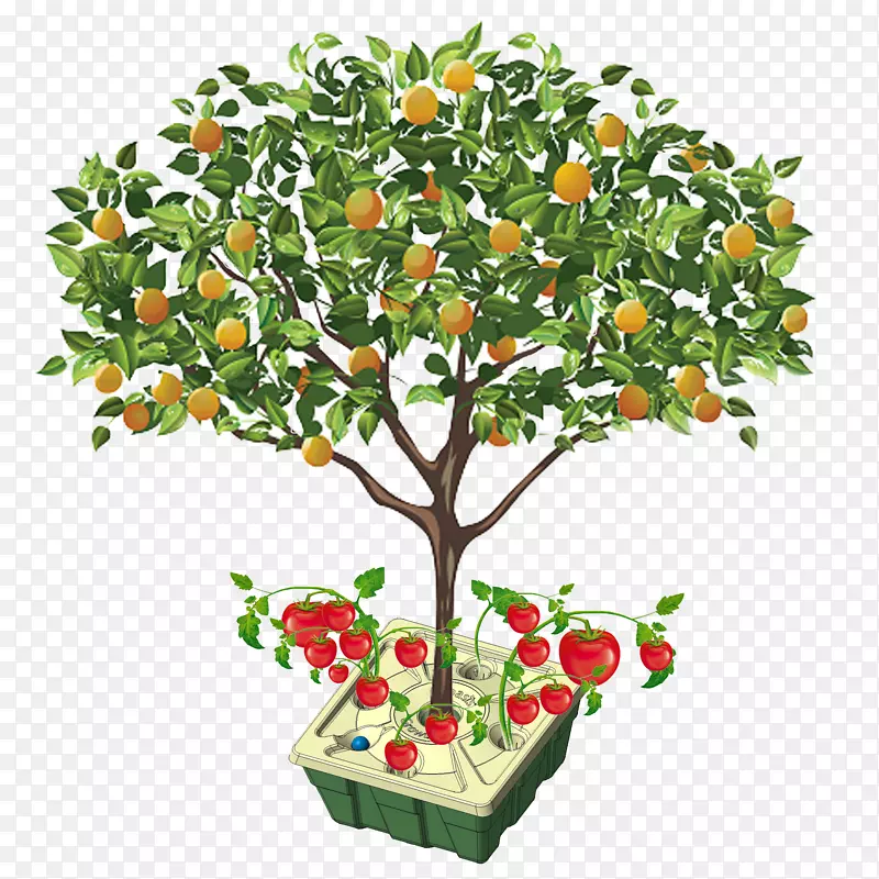 果树橙苹果橙