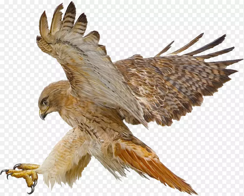 红尾鹰画-印度鹰