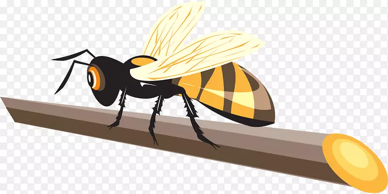 西方蜜蜂黄蜂甲虫