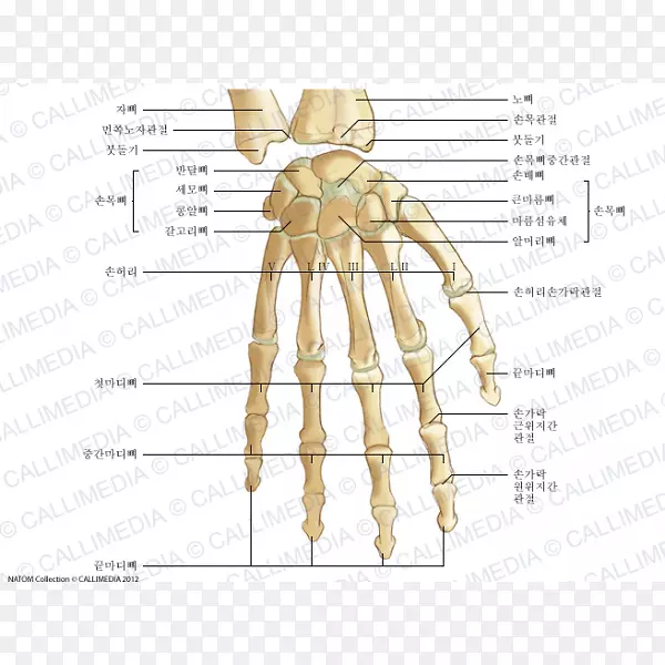 拇指骨人体解剖手