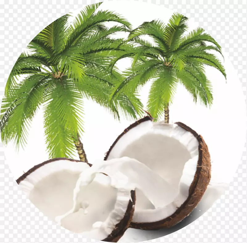 椰子，槟榔科，花盆树，槟榔-椰子