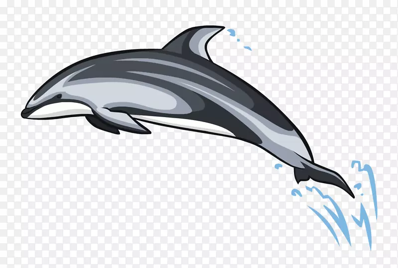 普通宽吻海豚短喙普通海豚白嘴海豚图库西白海豚