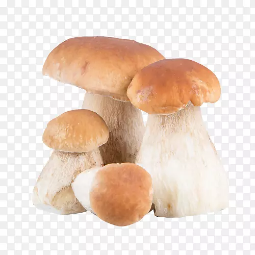 白灵菇(Verurotus Eryngii Boletus Edulis Penb)食用菌