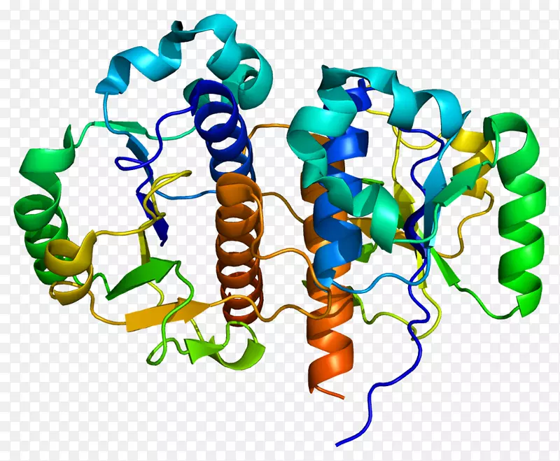 tarbp 1酶基因蛋白片段