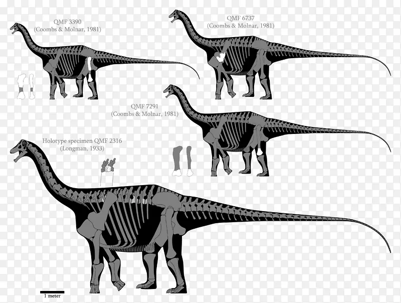 澳洲南方龙恐龙超级龙-地震龙-恐龙