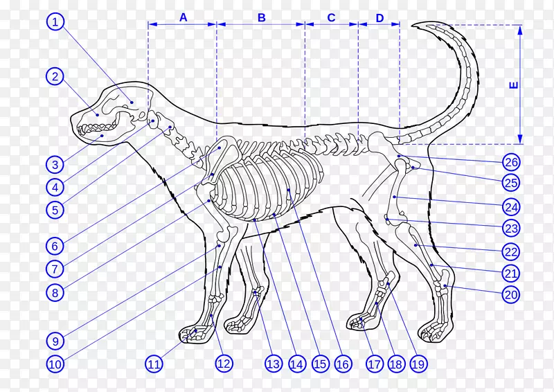 猫狗解剖骨架-狗