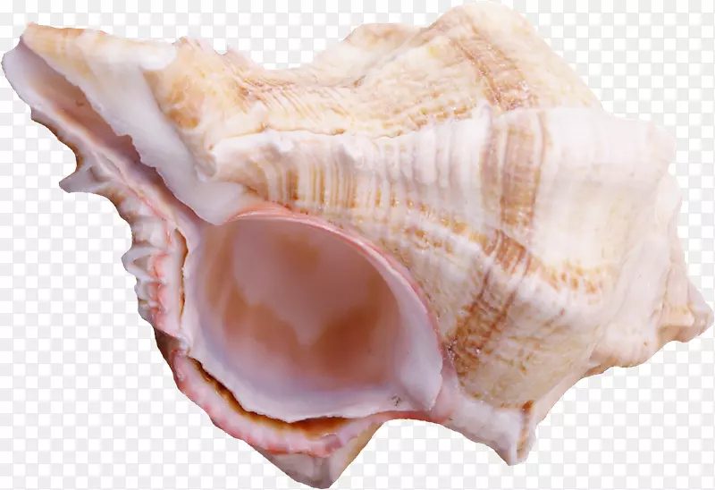 海鸥科山卡海贝壳动物源性食品-海贝壳