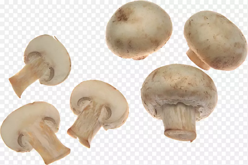 食用菌普通蘑菇-兰博基尼