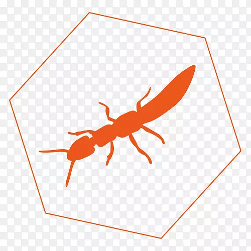 学术害虫防治昆虫白蚁-昆虫