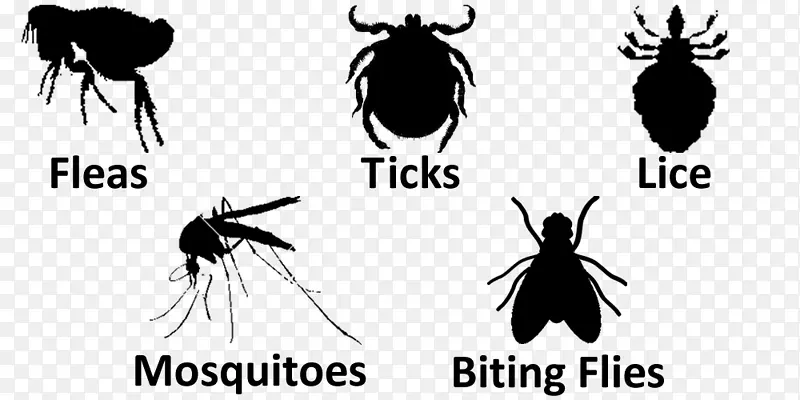 蚊虫标志滴答字体-蚊子