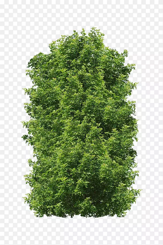 原木摄影灌木-植物