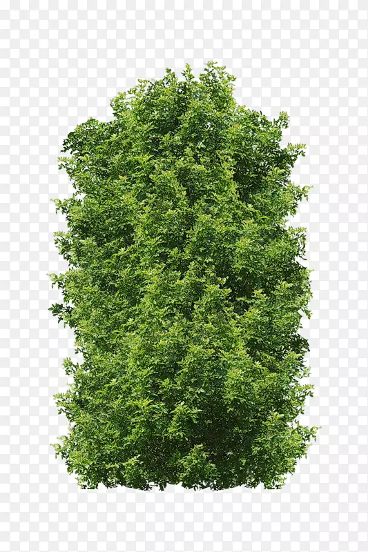 原木摄影灌木-植物PNG图片素材下载_图片编号4983199-PNG素材网