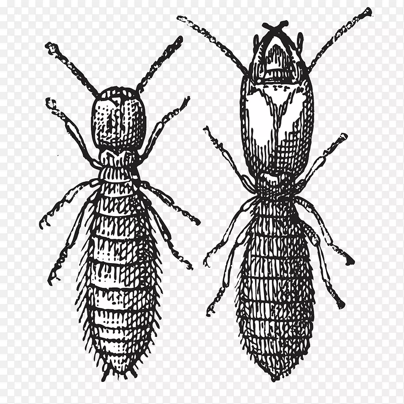 害虫，鼻白蚁，昆虫，东方地下白蚁，玛丽亚，蜜蜂白蚁
