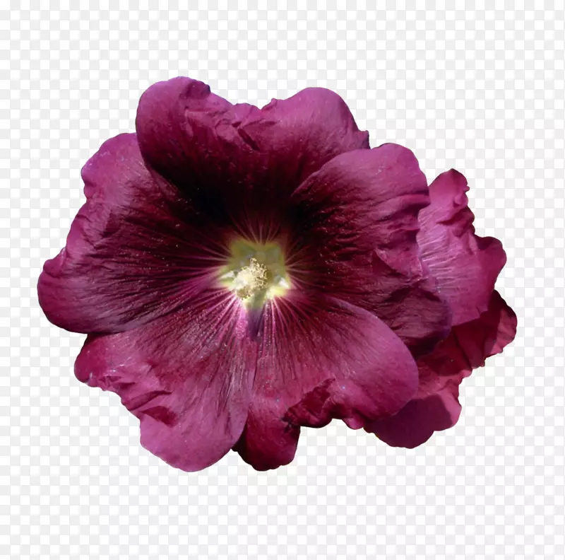紫罗兰草本植物-紫罗兰
