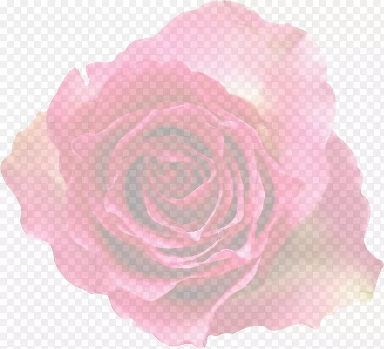 花园玫瑰，卷心菜，玫瑰，粉色，花朵，剪贴画