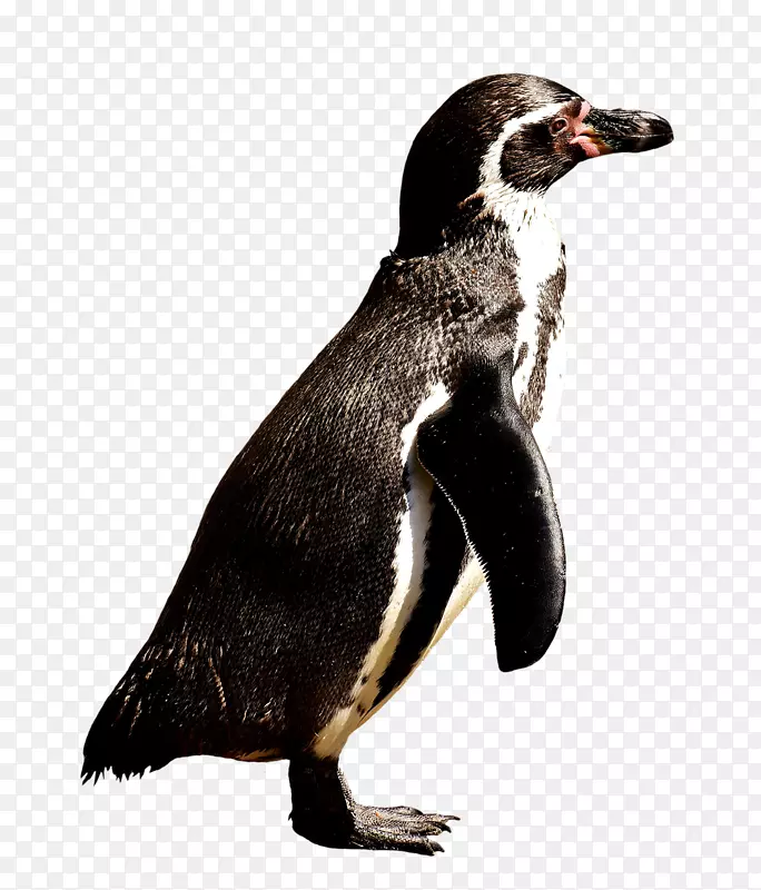 Gentoo企鹅王企鹅剪贴画-企鹅