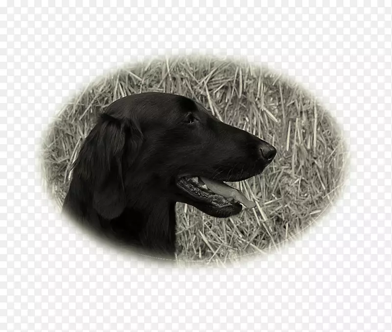 扁毛猎犬拉布拉多猎犬繁殖犬项圈-冠犬