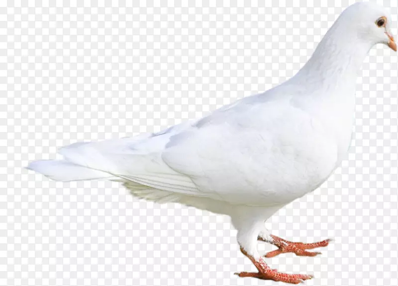 白鸽