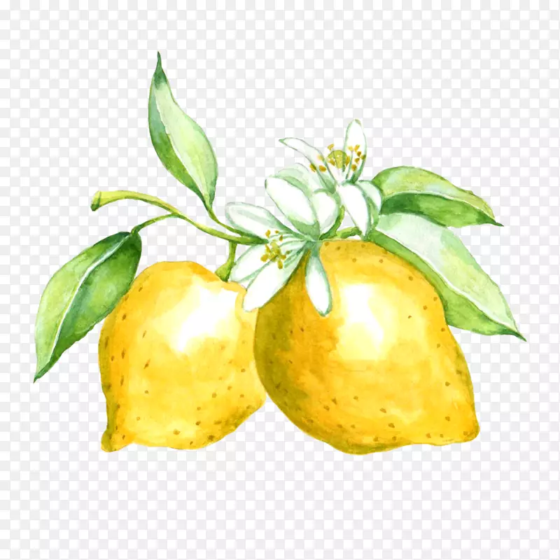 柠檬做设计柑橘朱诺Zazzle-柠檬