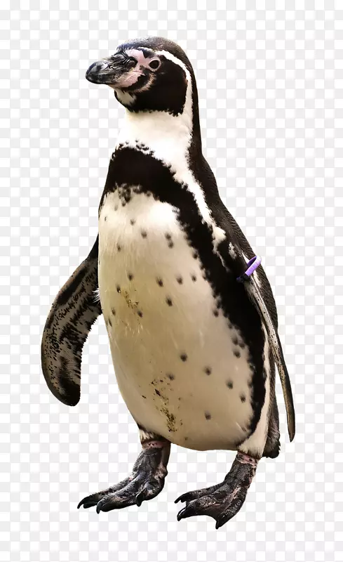 企鹅T恤鸟动物南极洲企鹅