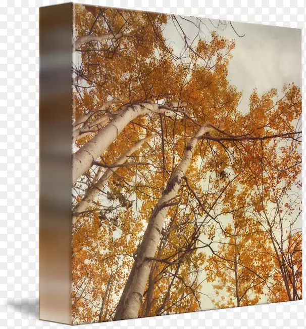 秋天。桦树。画廊包帆布叶