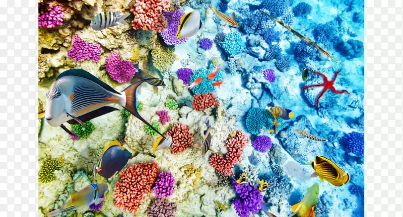 珊瑚礁生命珊瑚礁鱼类海洋-珊瑚礁