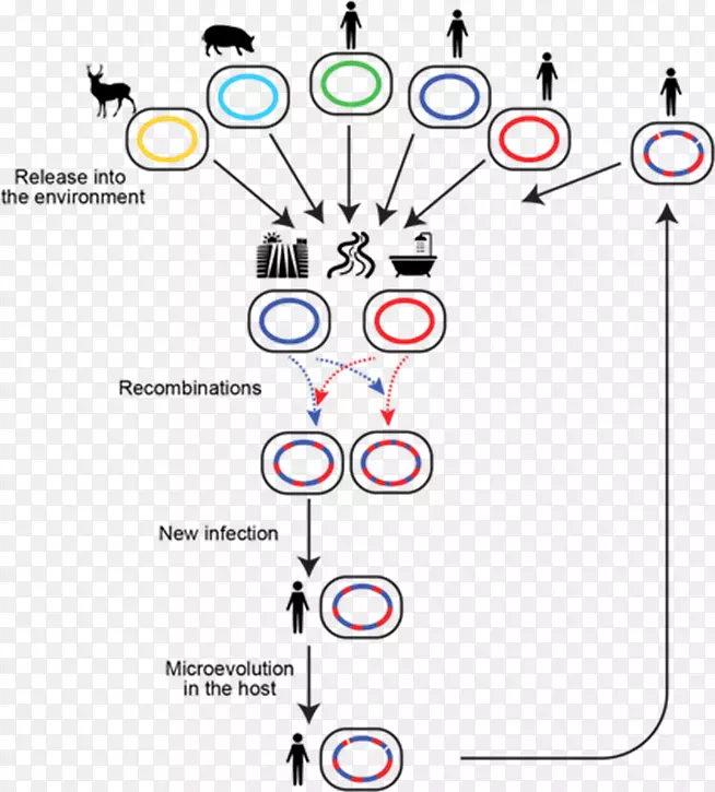 遗传重组群体遗传学禽分枝杆菌同源重组-ym