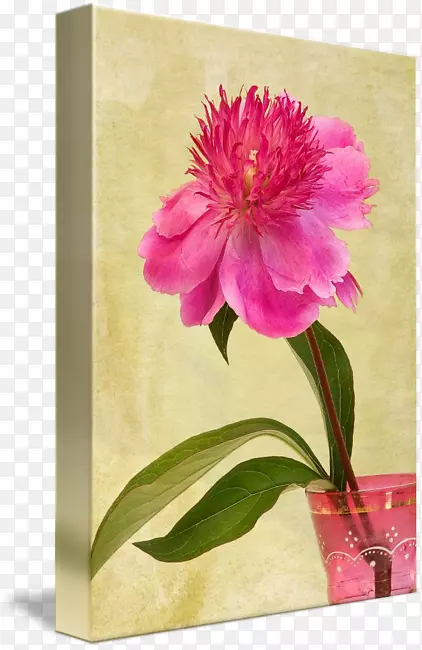 牡丹静物摄影花卉设计-花瓶中的牡丹