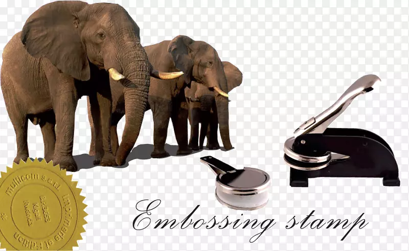 非洲象亚洲象世界大象日野生象-亚洲