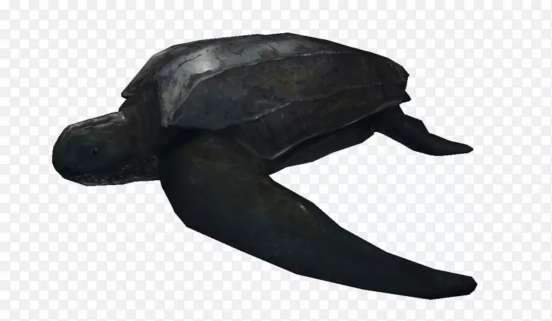 皮龟皮螯虾龟加拿大海龟网络-海龟