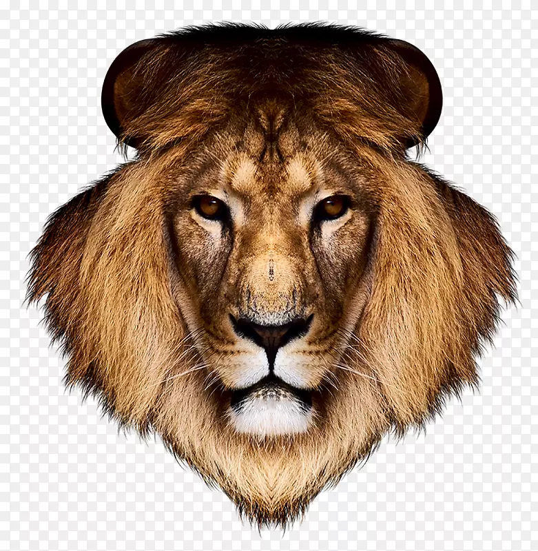狮子桌面壁纸老虎-狮子