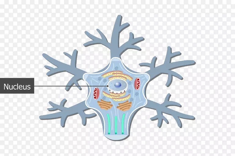 单极神经元胞体细胞神经丝神经元