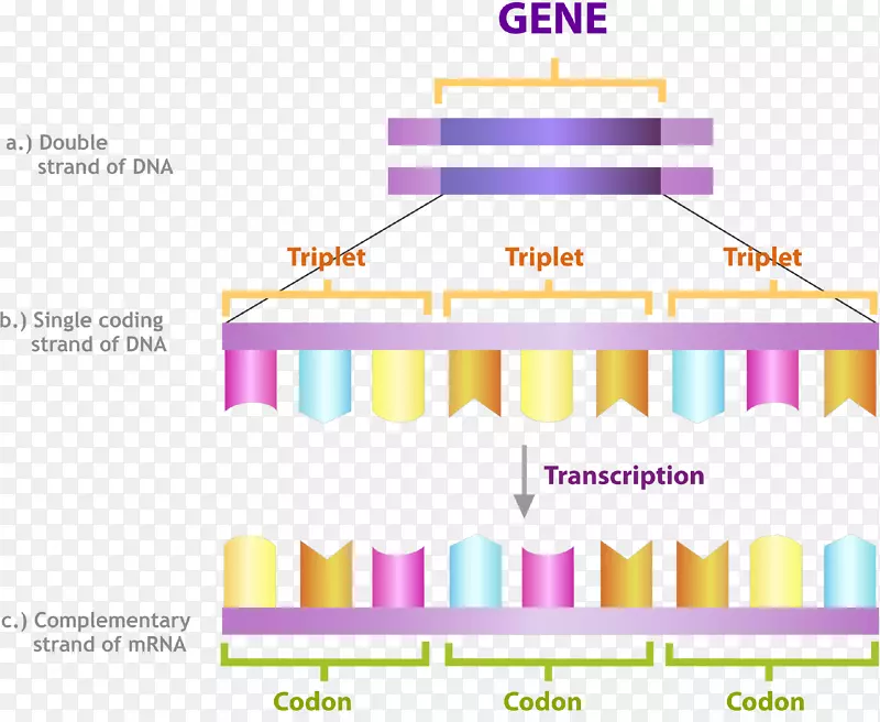 密码子dna转录RNA核酸序列无脊椎动物