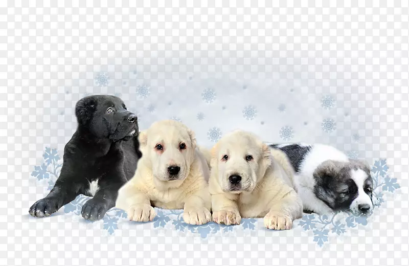 拉布拉多猎犬繁殖伴犬运动团体-小狗